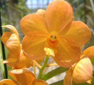 Orchidee