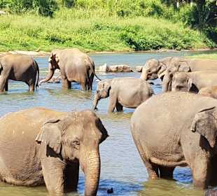 Elefantenwaisenhaus Pinnawela	