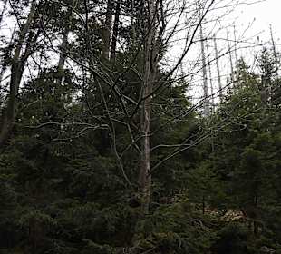 Berg Schneekoppe/Śnieżka