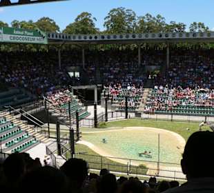 Crocoseum Show
