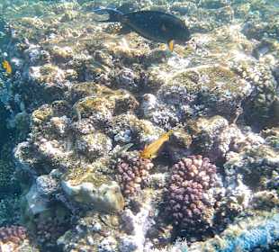 Schnorcheln Marsa Alam