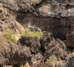 Roślinność Gór Gran Canaria