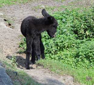 WildparkImpression September 2013
