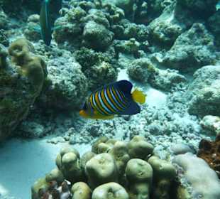 Hotel Reethi Beach Resort