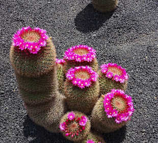 Jardin de Cactus