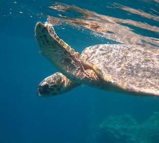 Schildkröte Aussenriff