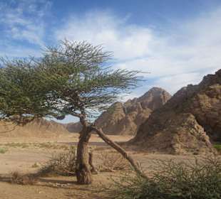 Alter Akazienbaum in der Wüste