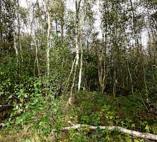 Das Wandergebiet im Moor