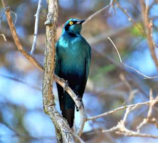 Grünschwanzglanzstar