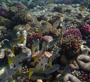 Schnorcheln Marsa Alam