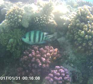 Schnorcheln Makadi Bay