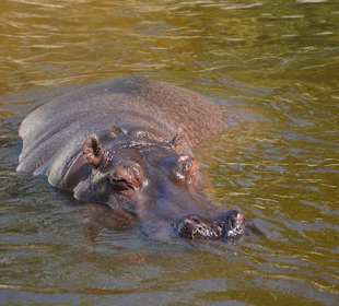 Zoo