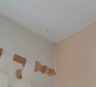 Ungeziefer an der Decke 