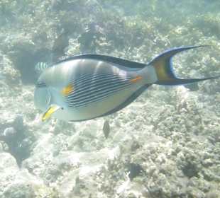 ...bunte Fische haben wir auch gesehen...