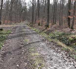Gomaringer Rundweg - Zu den Giganten im Wald