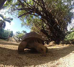 Riesenlandschildkröten im Vanille Nature Park