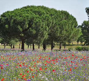 Blumenwiesen am Ufer des Lac de la Raho