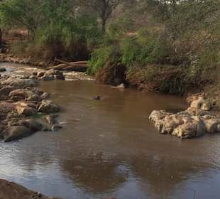 Letzter Tag,krönender Abschluss, Flusspferde