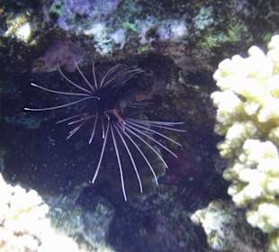 Direkt am Hausriff Rotfeuerfisch