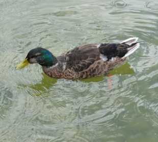 Ente im Weiher