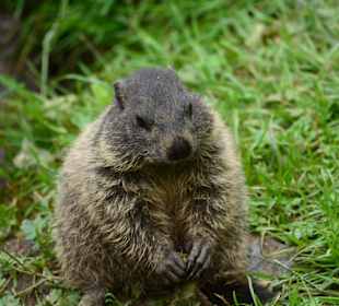 Glückliche Tiere im Paradies Wildpark Ferleiten.  