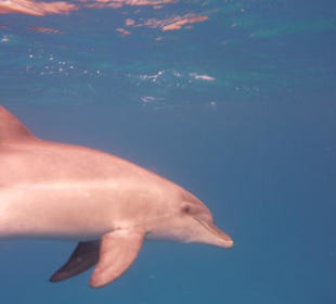 Delfine am Shaab Helua