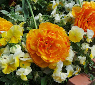 Kaum zu glauben, aber es sind Tulpen