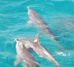 Eine Gruppe von Delfinen