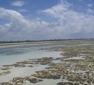 Ausflug Glasbodenboot Diani Beach