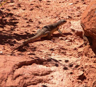 Die Echse, die ich als Schlange dargestellt habe
