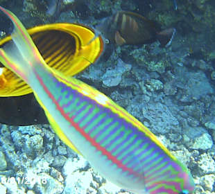 Schnorcheln Makadi Bay