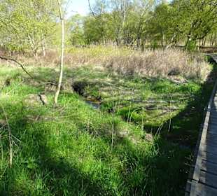 Eindrücke vom Schwimmenden Moor