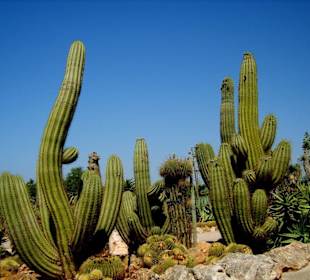 Riesige Kakteen