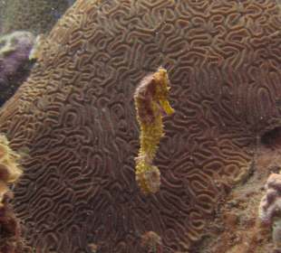 Unterwasserwelt Sosua Merlin Tauchschule