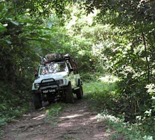 Trail durch den Regenwald