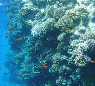 Schnorcheln Abdul Safaga