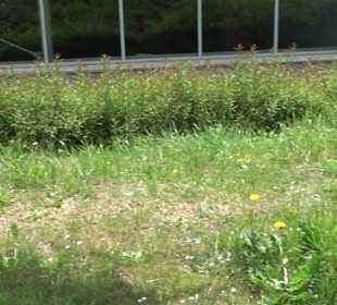 Eugen-Hornberger-Halle