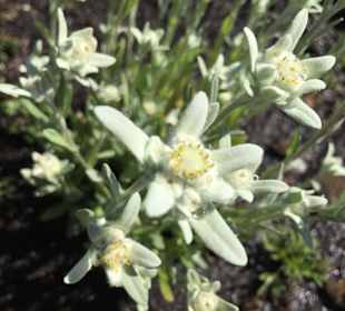 Wandern St. Jakob im Defereggental