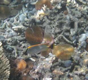 Belinda Speedboattour Blue Bay
