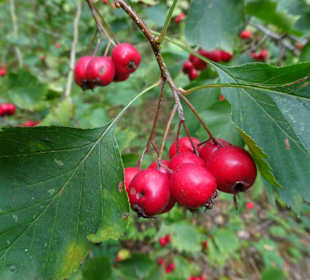 Rundgang durch das Arboretum in Wildeshausen