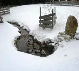 Gut Aiderbichl Federvieh