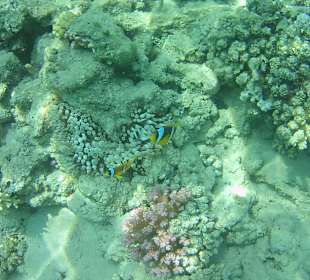 Schnorcheln Makadi Bay