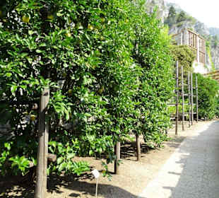 Rundgang durch das Zitronengewächshaus