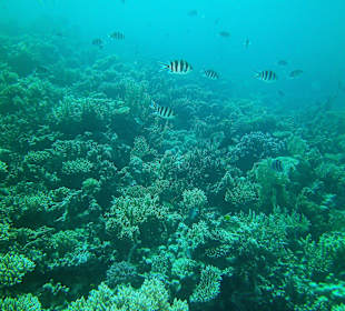 Tauchen bei der DC über Oototo Holiday Service gebucht