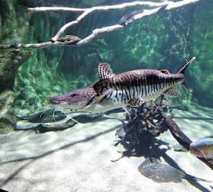 Impressionen aus dem Meeresaquarium