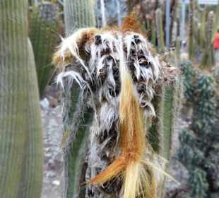 Außergewöhnlicher Kaktus