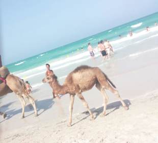 Camel Babys ♡