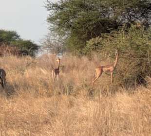 Tsavo West 