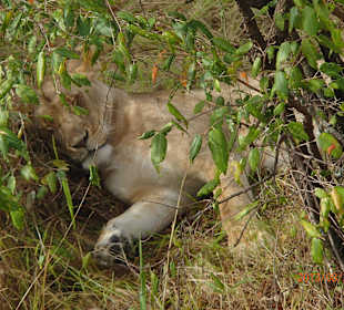 Schlafende Lowe in Masai Mara