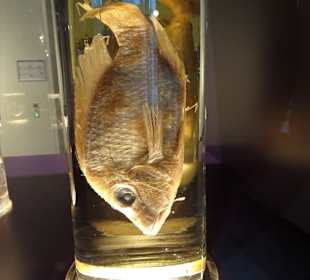 Rundgang durch das Übersee-Museum